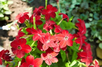 SEEDVILLE USA 100 Red CRIMSON KING NICOTIANA (Ornamental Flowering Tobacco) Nicotiana Affinis