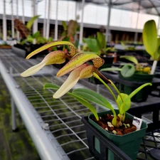 Bulbophyllum arfakianum x anteniferum nice new Bulb. orchid hybrid in spike!!!