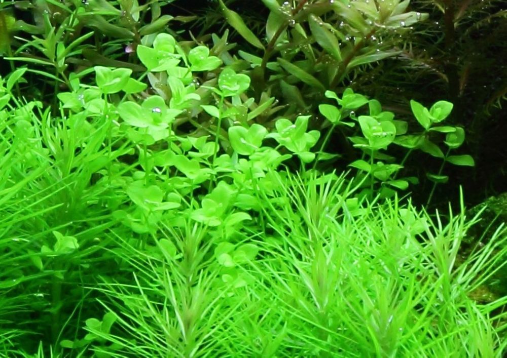 Planta De Acuario Micranthemum Umbrosum AquaOne No.348 Tallo Planta De Agua