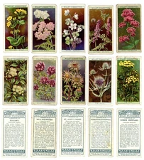 1923 Wills Tobacco Wild Flowers 1st Series COMPLETE SET 50 Cards
