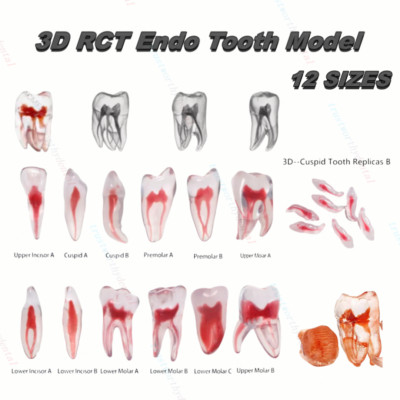 Dental RCT 3D Print Endo Training Model Block Practice Replicas Root Resin Teeth