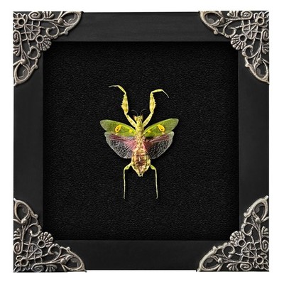 Real Framed Flower Mantis Dead Insect Dried 4.7'' x x 0.8'', #62 