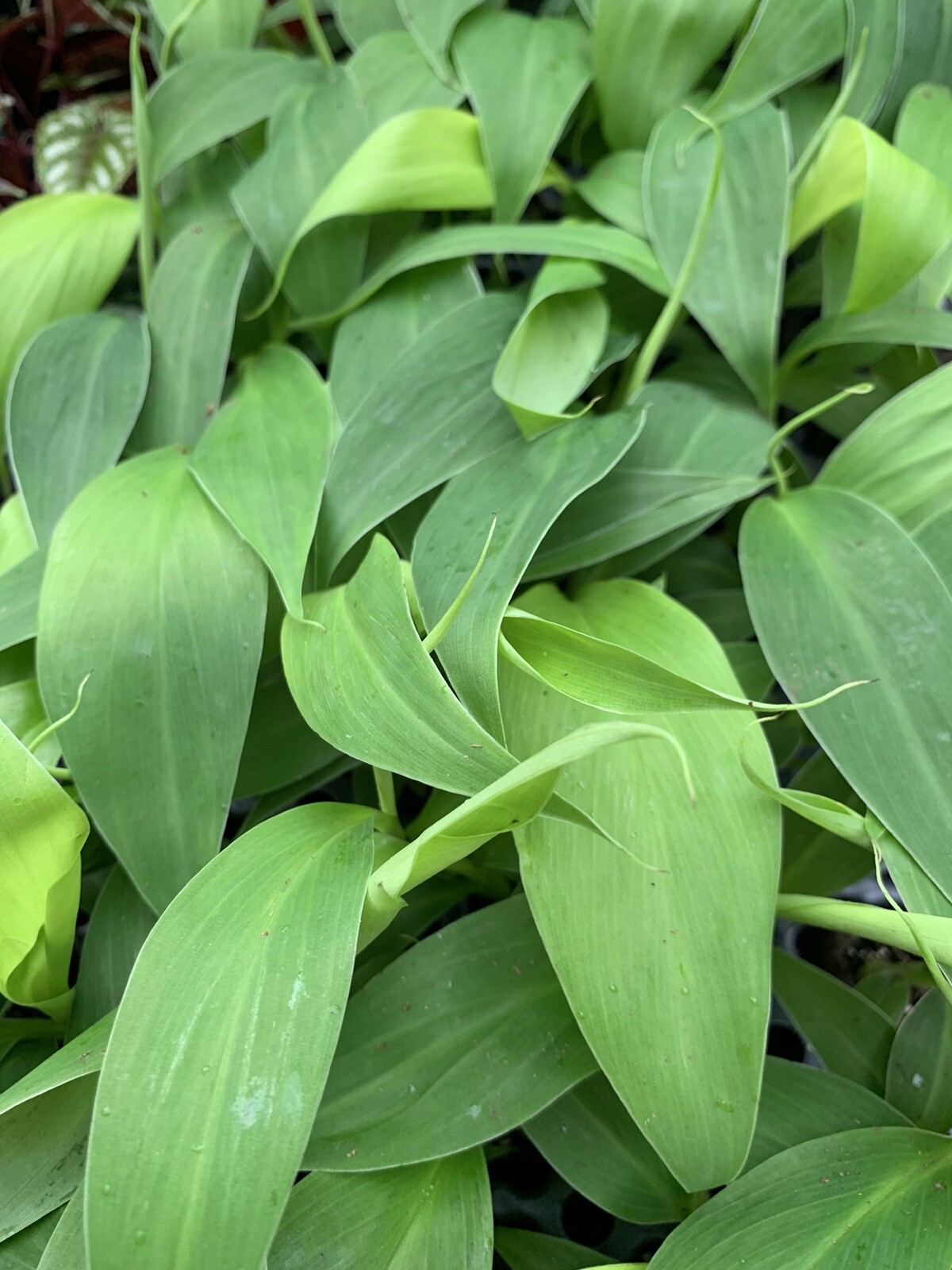 Banana Tree Live Plant Musa Puerto Rican Plantain Indoor/Outdoor