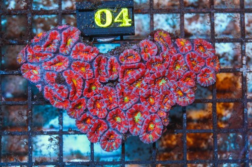 WYSIWYG live coral - Corals Depot - rainbow acan colony