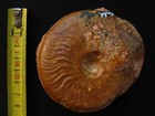 2 ammonites de l'Aalénien : Leioceras comptum et opalinum (Reinecke, 1818)