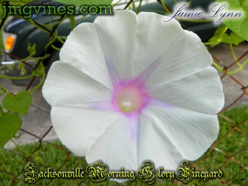 Jamie Lynn Ipomoea Purpurea Morning Glory 10 Qty - Picture 4 of 6