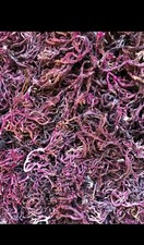 PURPLE Fresh Handpick Irish Sea Moss 50g (Not Dried) By Seaside Healthy Seaweed 