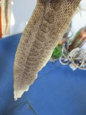 rattlesnake skin prairie rattle snake hide SOFT TANNED wrap pen blanks 25 in S1