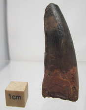 Cretaceous Spinosaurus Dinosaur Tooth Smooth Enamel