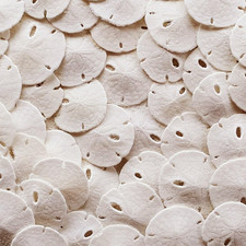 Sand Dollars 50Pcs - under 1" Inch - Small Natural White Sand Dollar - Sea Sh..