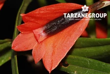 DENDROBIUM VEXILLARIUS ‘RED’ SMALL ORCHID POTTED