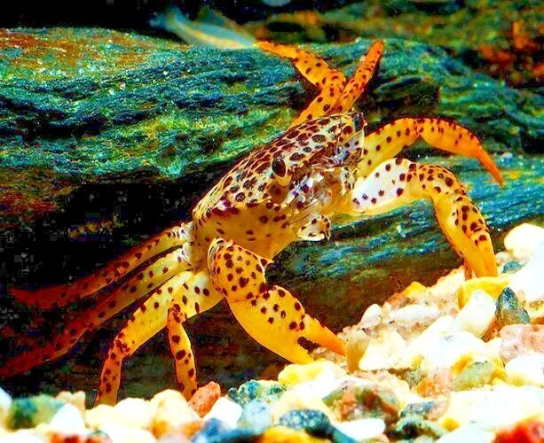 FRESH WATER PANTHER CRAB GOOD COLOUR TROPICAL AQUARIUM LIVE FISH