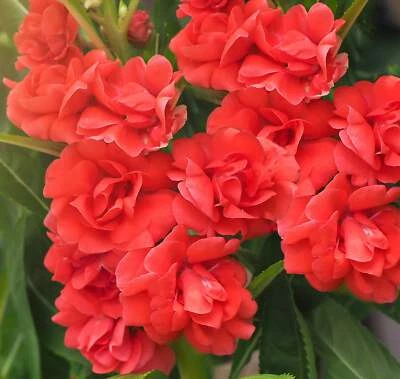 SEEDVILLE USA 100 Mixed Dwarf TOM THUMB IMPATIENS Balsamina Sun or Shade Purple Flower Seeds