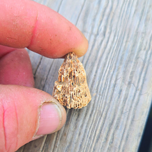 Small Horn Rock Coral