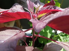 1000 Red Calaloo Callaloo Vegetable Seeds, Chinese Spinach Red Garnet Amaranth