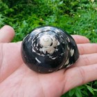 Natural Conch Turban 4-7cm Shell Polished Sea Shells Fish Tank Adorn Home Decor