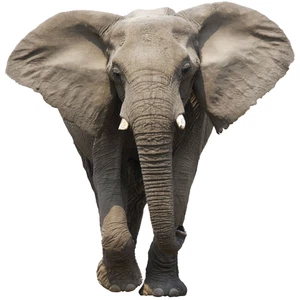 Elephant Safari Self Adhesive Vinyl Sticker