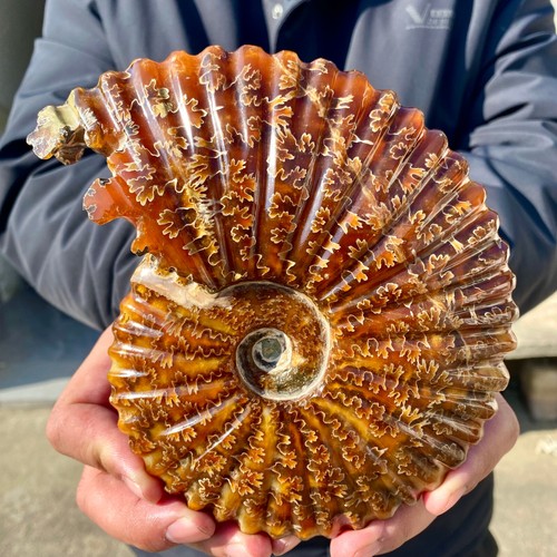 2.24LB Rare! Natural Tentacle Ammonite FossilSpeci healmen Shell ...