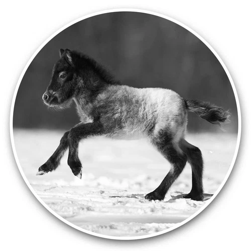 2 x Vinyl Stickers 20cm (bw) - Cute Foal Horse Pony Snow  #38077