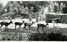 1981 Press Photo Animals roaming around the San Diego Zoo - lra37831