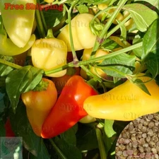 Santa Fe Grande Hot Pepper Seeds | Yellow Hot Chili, Guero Chili Seeds | NON-GMO