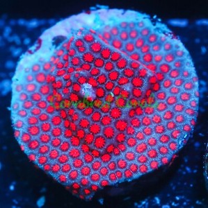 Cornbred's Superman Stylo - Frag - LIVE CORAL