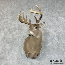 #25428 E+ | Whitetail Deer Taxidermy Shoulder Mount For Sale