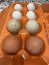 npip cert EIGHT 8 Mixed Eggs Fertile Hatching Eggs