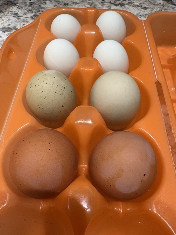 npip cert EIGHT (8) Mixed Eggs Fertile Hatching Eggs