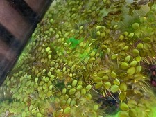 salvinia minima aquarium plants
