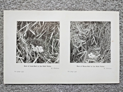 Land-Rail and Water-Rail Nests, Yorkshire (Ornithologie) - antiker Druck - 1907