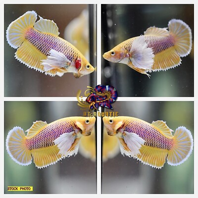 Live Betta Fish HMPK Female Dumbo Yellow Pineapple Good for