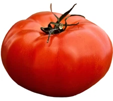 200+ TOMATO ALL-AMERICAN SEEDS GIANT BEEFSTEAK MASSIVE FRUITS HEIRLOOM VEGETABLE