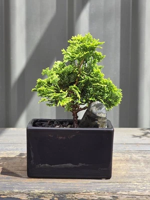 Hinoki Bonsai FREE EXPRESS POST As It Is With The Pot - image 1 of 4