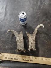 Pronghorn Antelope Horn Mount Sheaths Man Cave Rustic Decor As Is