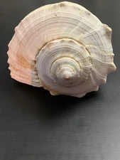 Large 13"" Welch Shell Great for Crafts or Aquariums or Decor
