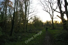 Photo 6x4 Morden Hall Park, November afternoon Morden/TQ2568  c2011
