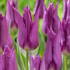8 - DEEP PURPLE MAYTIME LILY TULIP Flower Bulbs - Striking Blends Of Purple