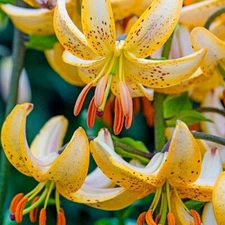 2 - LILLIUM MARTAGON GUINEA GOLD Lily Flower Bulbs  *  Eye Catching & Very Showy