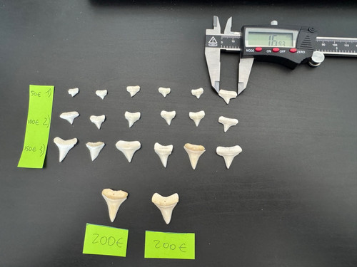 20 GW Shark lower Teeth sector 3 and 4 very Rare different prices