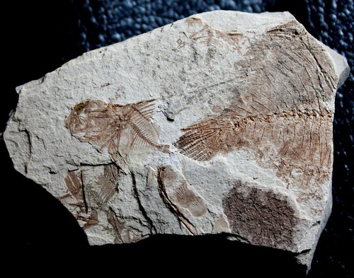 Capros radobojanus - Very nice Oligocene fossil fish plate - Picture 2 of 2