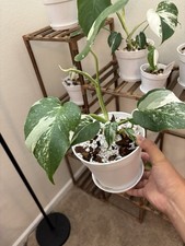 Monstera ALBO 6" Pot Rare Exact Plant 190