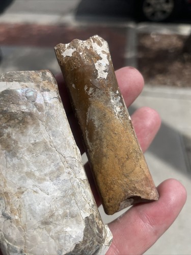 3 Recently Closed Baculite Mesa Pueblo Colorado Specimens! - Picture 5 of 8