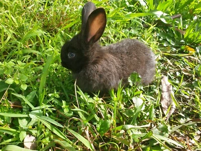 female flemish giant