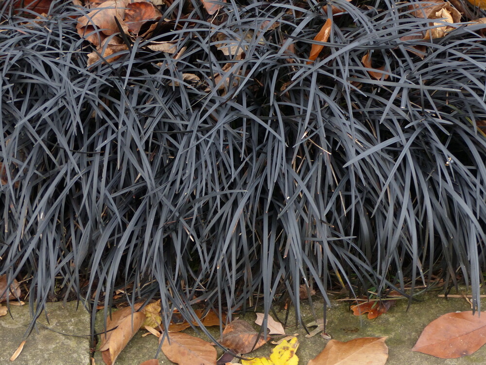 Ophiopogon 'Black Dragon' / Black Dragon Grass in a 2L Pot,Stunning
