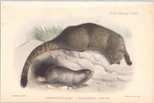 Original 1904 Antique Zoological Chromolithograph "Ruddy Mongoose - Mole-Rat"