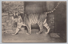 Cincinnati OH Tiger at Zoological Gardens Ohio Collotype Postcard Meyer