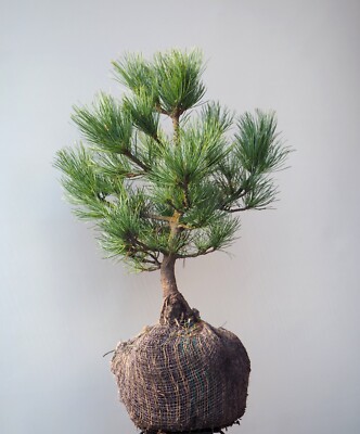 Kleine Blaue Zirbelkiefer Pinus cembra 'Compacta Glauca' 25-30 cm mit  Ballen | eBay.de