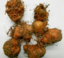 Sinningia Tubers