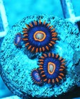 Blue Hornets Zoa Zoanthids Paly Zoa Sps Lps Corals, Wysiwyg